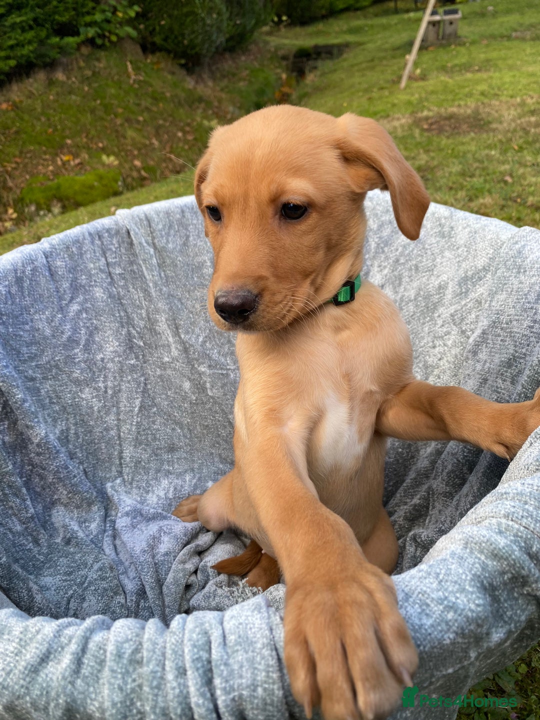 Labrador Retriever dogs for sale: Fox Red lab puppies for sale - Image 4