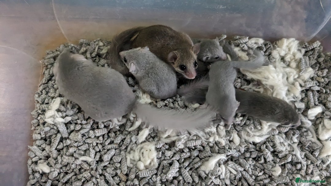 Mouse rodents for sale: African Pygmy Dormice  - Advert 5