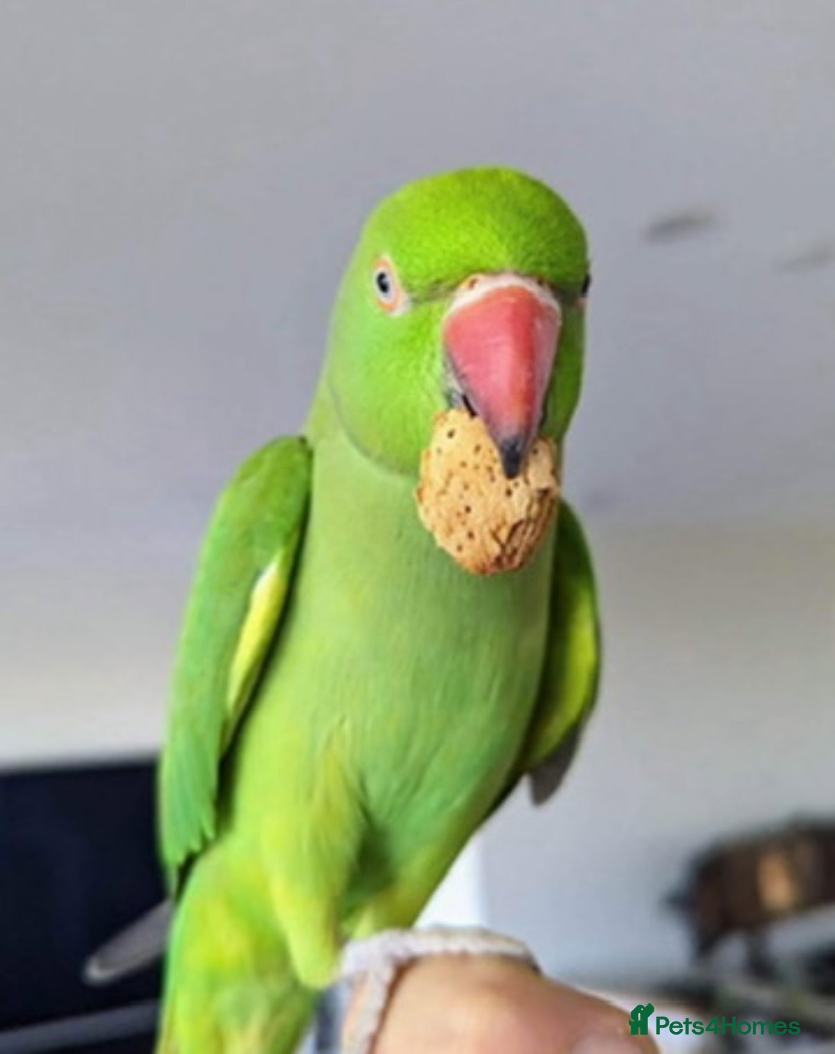 Parrots birds My baby tamed ring neck talking parrot  in Coventry - Advert 1