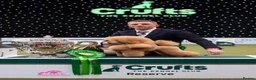 Toy Poodle dogs for stud: Toy Poodle Stud Dog - Advert 6