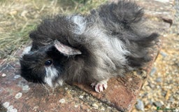 Guinea Pig rodents for sale: Baby Guinea Pigs for sale  - Image 13