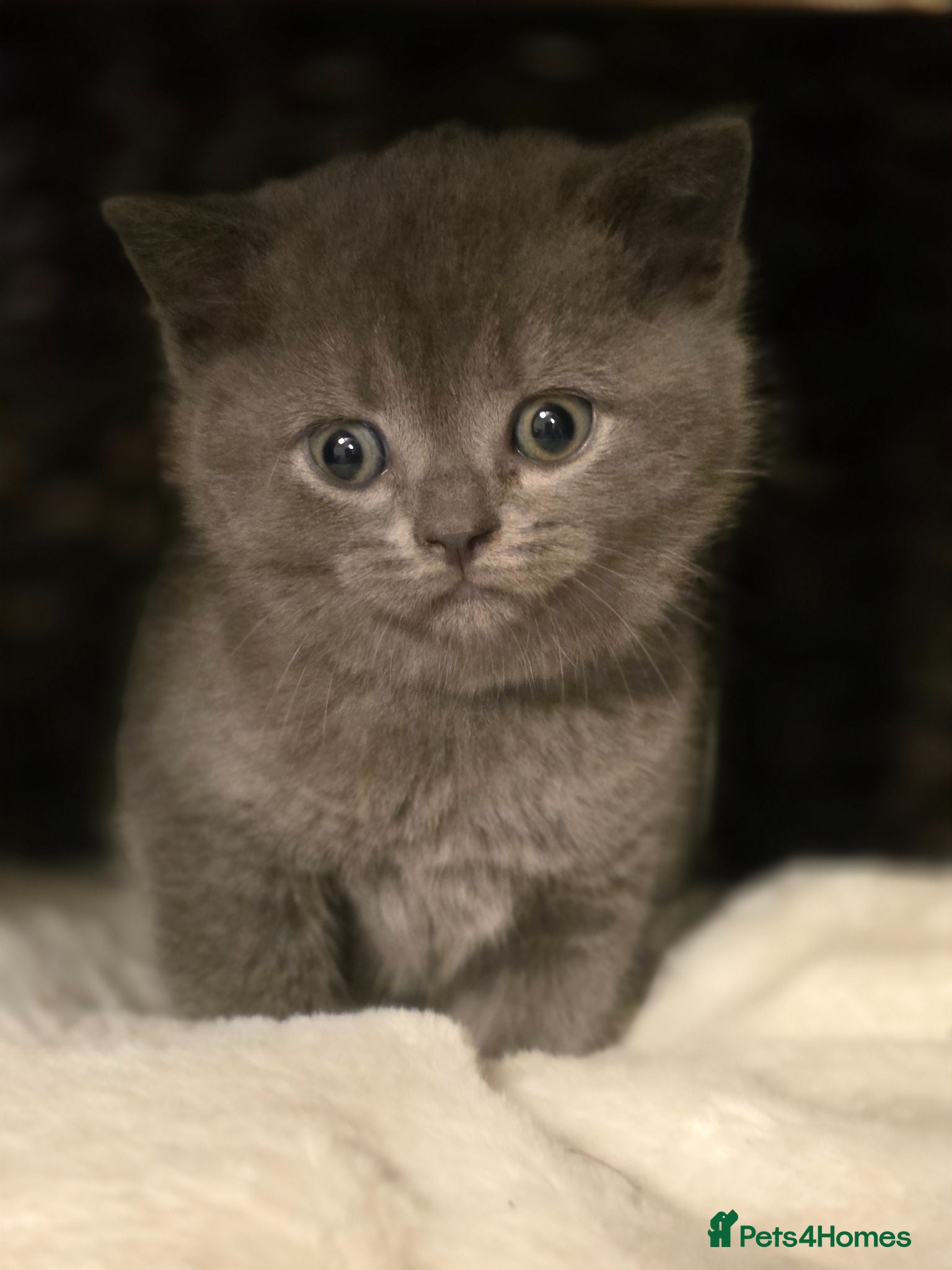 British Shorthair cats Boy BSH Kitten grey  - Advert 6