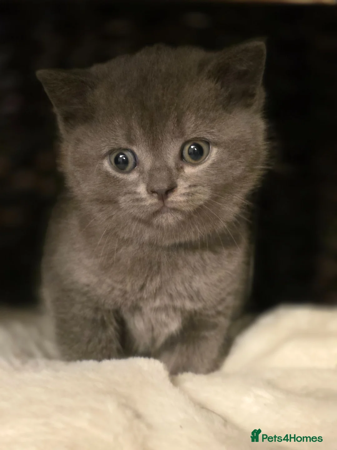British Shorthair cats for sale: Boy BSH Kitten grey  - Advert 1