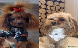 Maltipoo dogs for sale: 🌸Adorable Asian Maltipoo Puppy  - Image 6