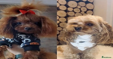 Maltipoo dogs 🐶 Rare Mini Asian Maltipoo -Tiny Teddy Bear Pups  - Advert 9