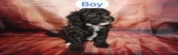 Toy Poodle dogs for sale: 4 Toy poodle boys looking for forever homes in Tredegar - Advert 5