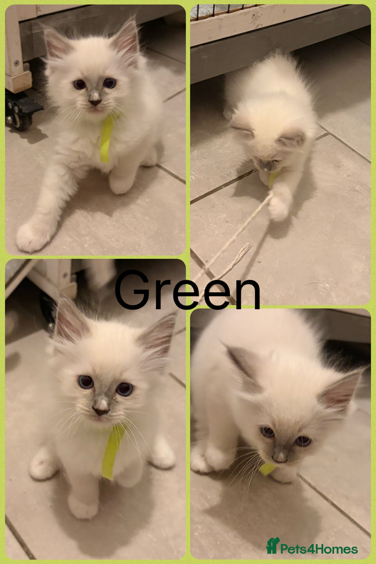 Ragdoll cats Ragdoll Kittens  - Advert 2