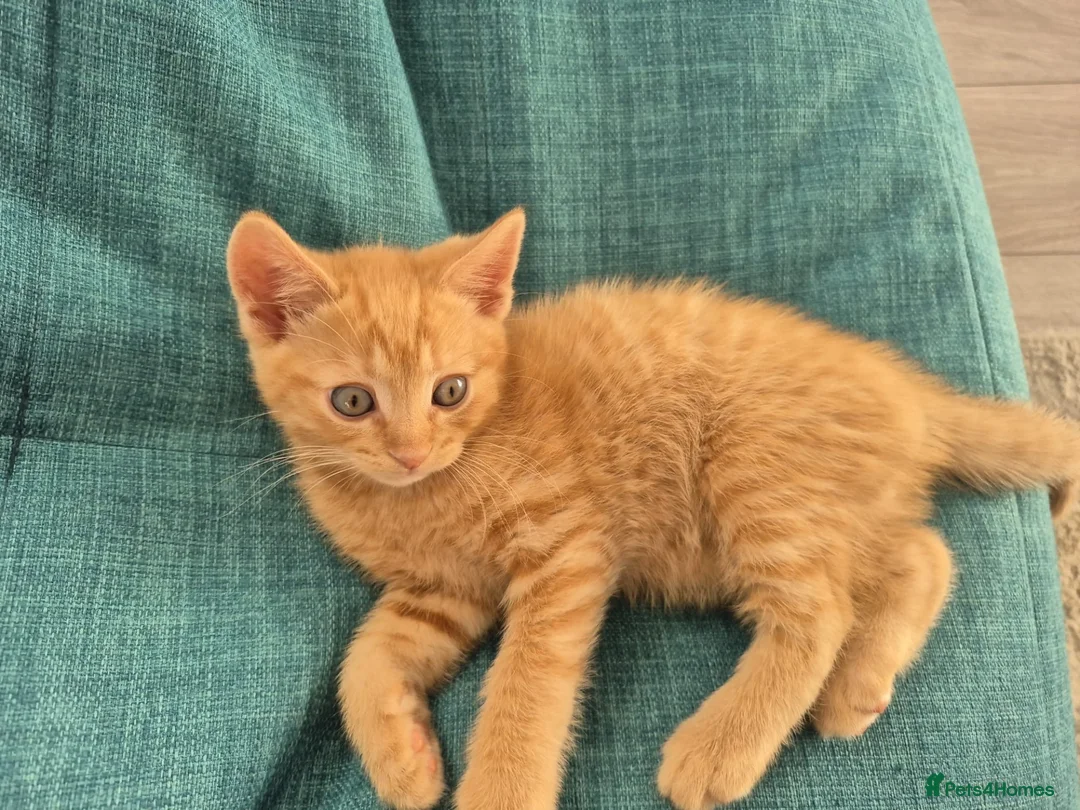 Mixed Breed cats for sale: Kittens Ready for New Homes - Advert 11