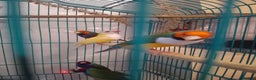 Finches birds for sale: Gouldian finches and parrotlet for sale  - Advert 1