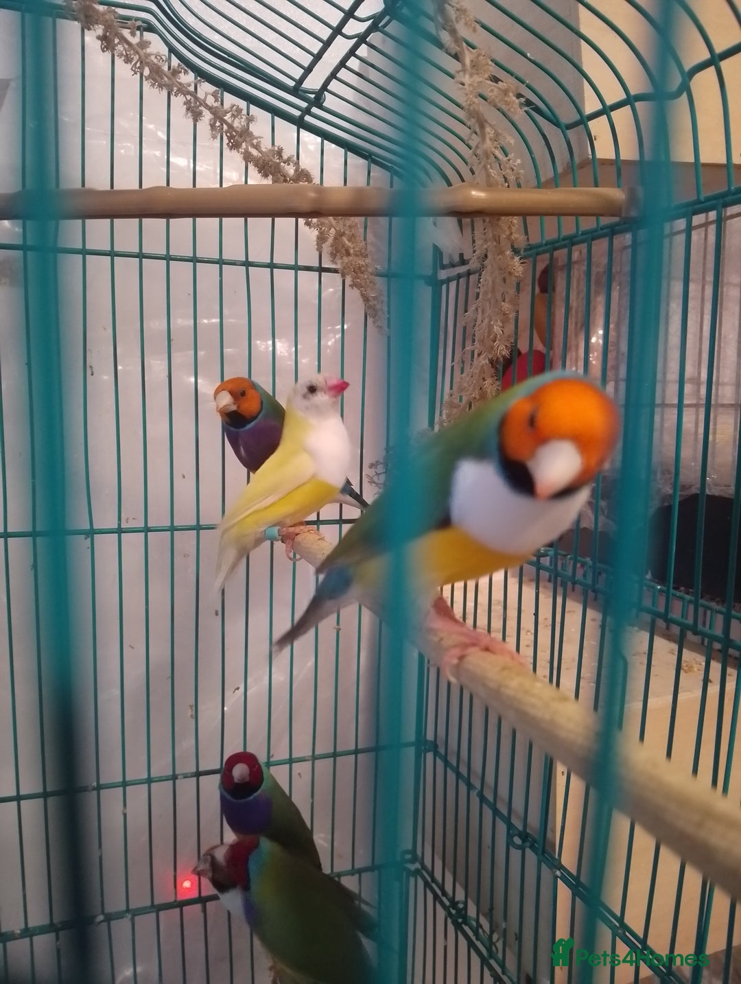 Finches birds for sale: Gouldian finches and parrotlet for sale  - Advert 1