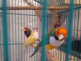 Finches birds Gouldian finches and parrotlet for sale - Advert 1