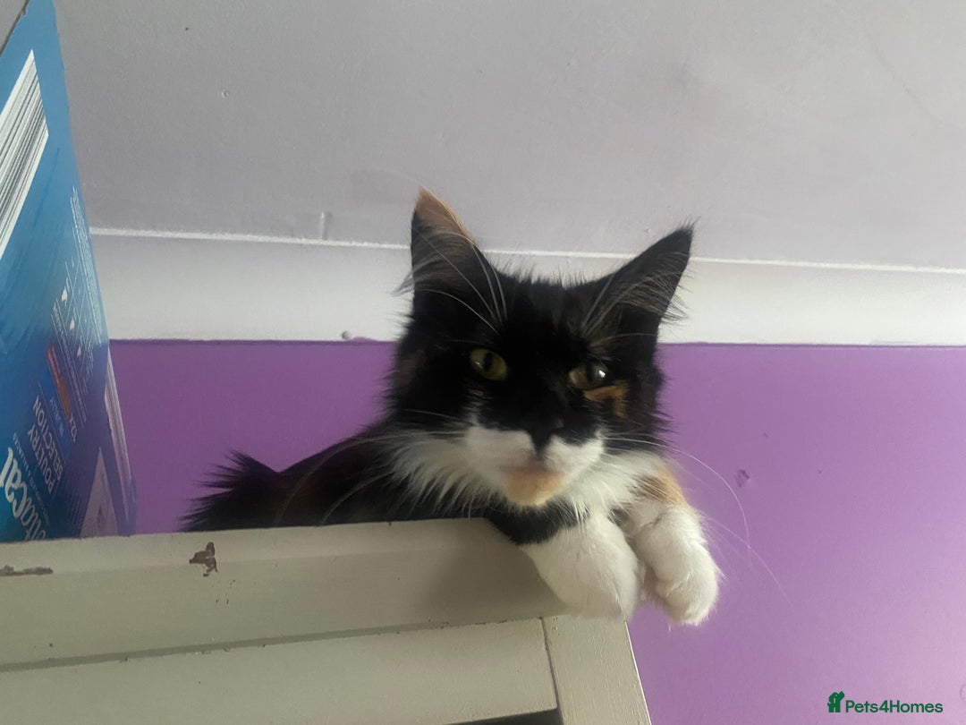 Maine Coon cats for sale:  Vet check. Full Vaccinated. Microchiped kittens in Sudbury - Image 33