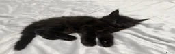 Maine Coon cats for sale: TICA - Maine Coon Kittens ready for forever homes! - Advert 9