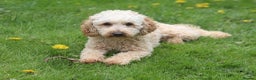 Toy Poodle dogs for stud: FullPanel DNA Tested Clear, KC reg+ Apricot in Heathfield - Advert 3