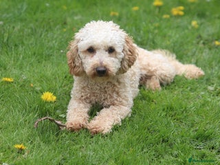 Toy Poodle dogs in Heathfield - Advert 2