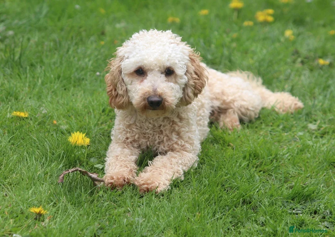 Toy Poodle dogs for stud: FullPanel DNA Tested Clear, KC reg+ Apricot in Heathfield - Advert 3