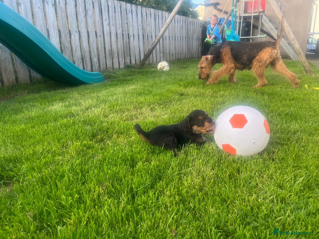 Airedale Terrier dogs for sale: Airedale Terrier Puppy 9 - Quality Airedale terrier pups - Image 29