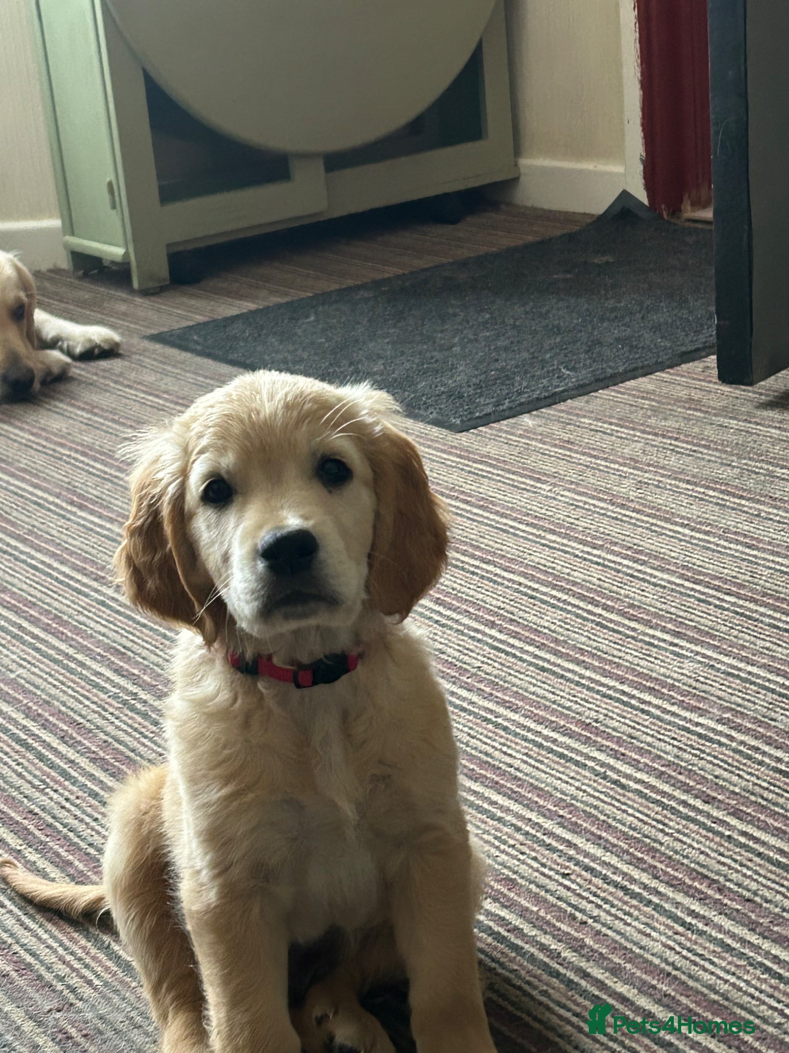 Mixed Breed dogs Dakota Sports retrievers. Mini Goldens Ready now.  - Advert 2