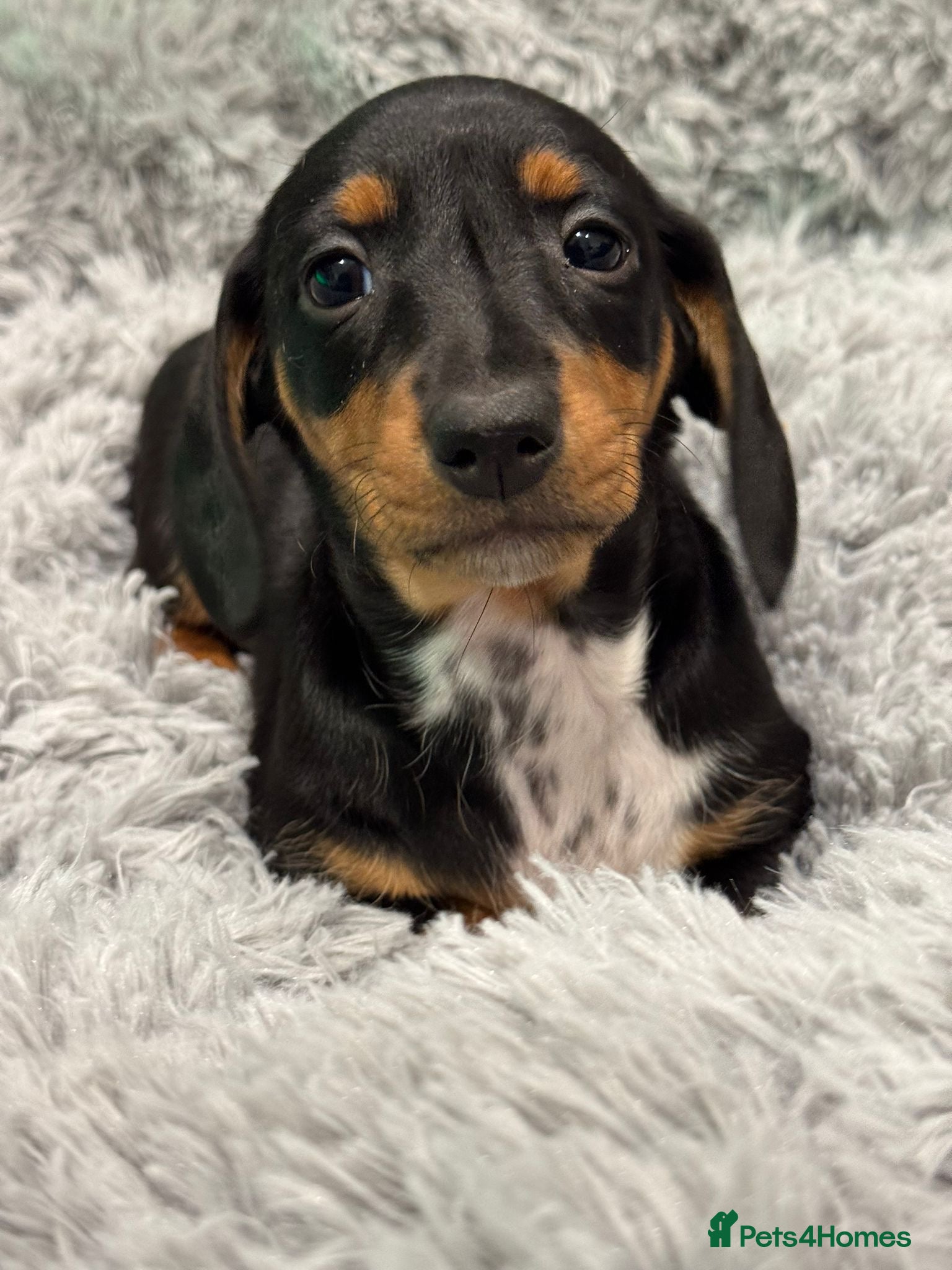 Dachshund dogs 2 Stunnig Standard Dachshund Girls - Advert 14