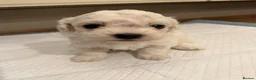 Bichon Frise dogs for sale: Bichon Puppies for sale - Advert 7