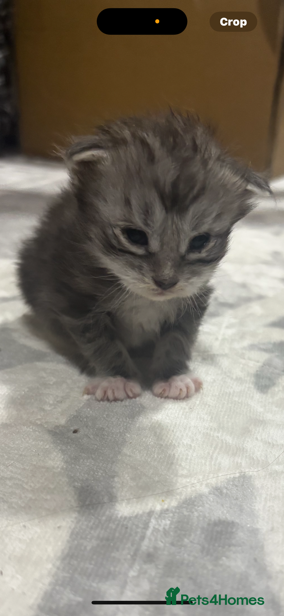 Maine Coon cats for sale: Beautiful Black/silver mackerel  tabby Maine coons - Advert 12