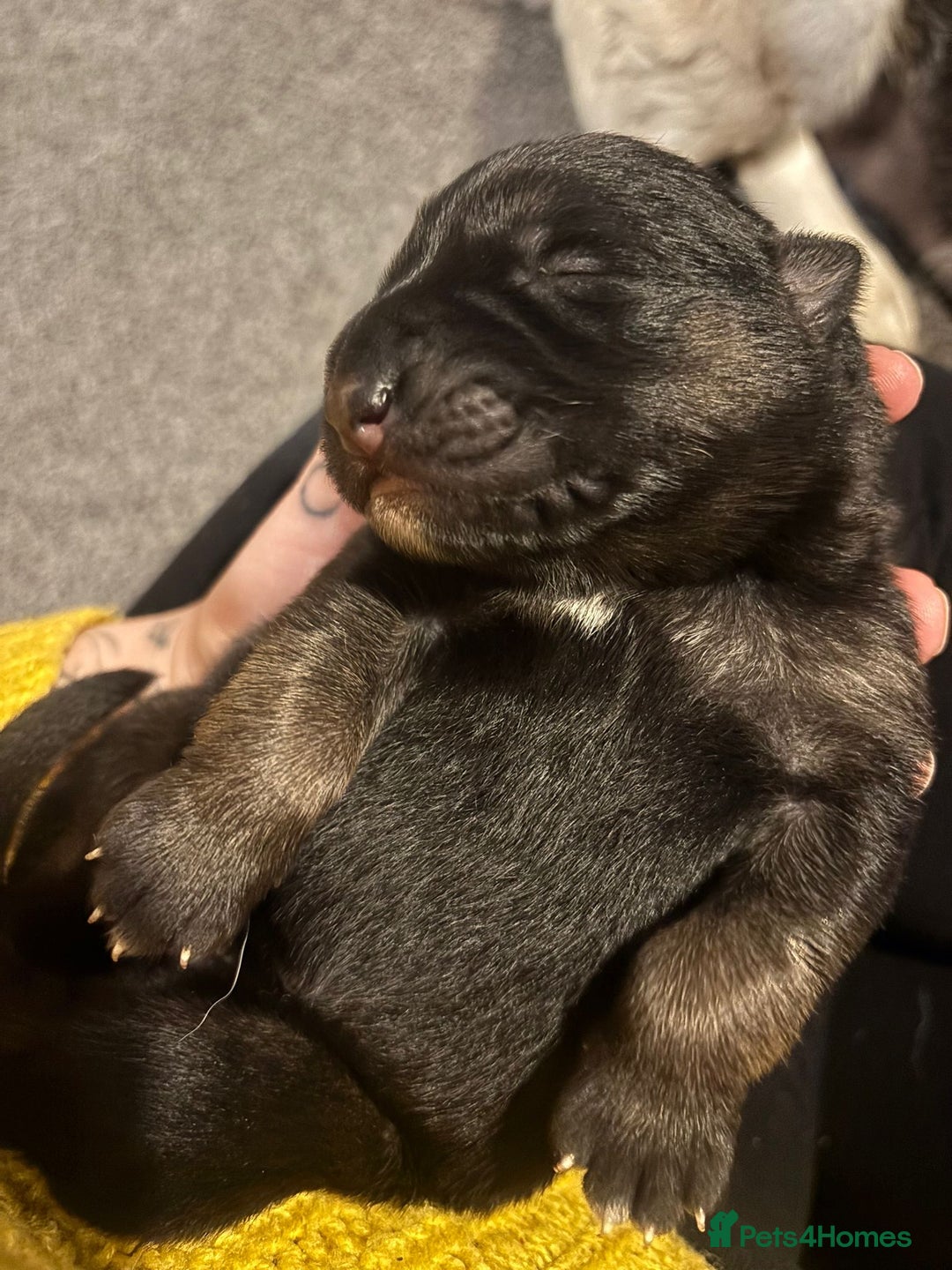 German Shepherd dogs for sale: German Shepherd Pups - Advert 7