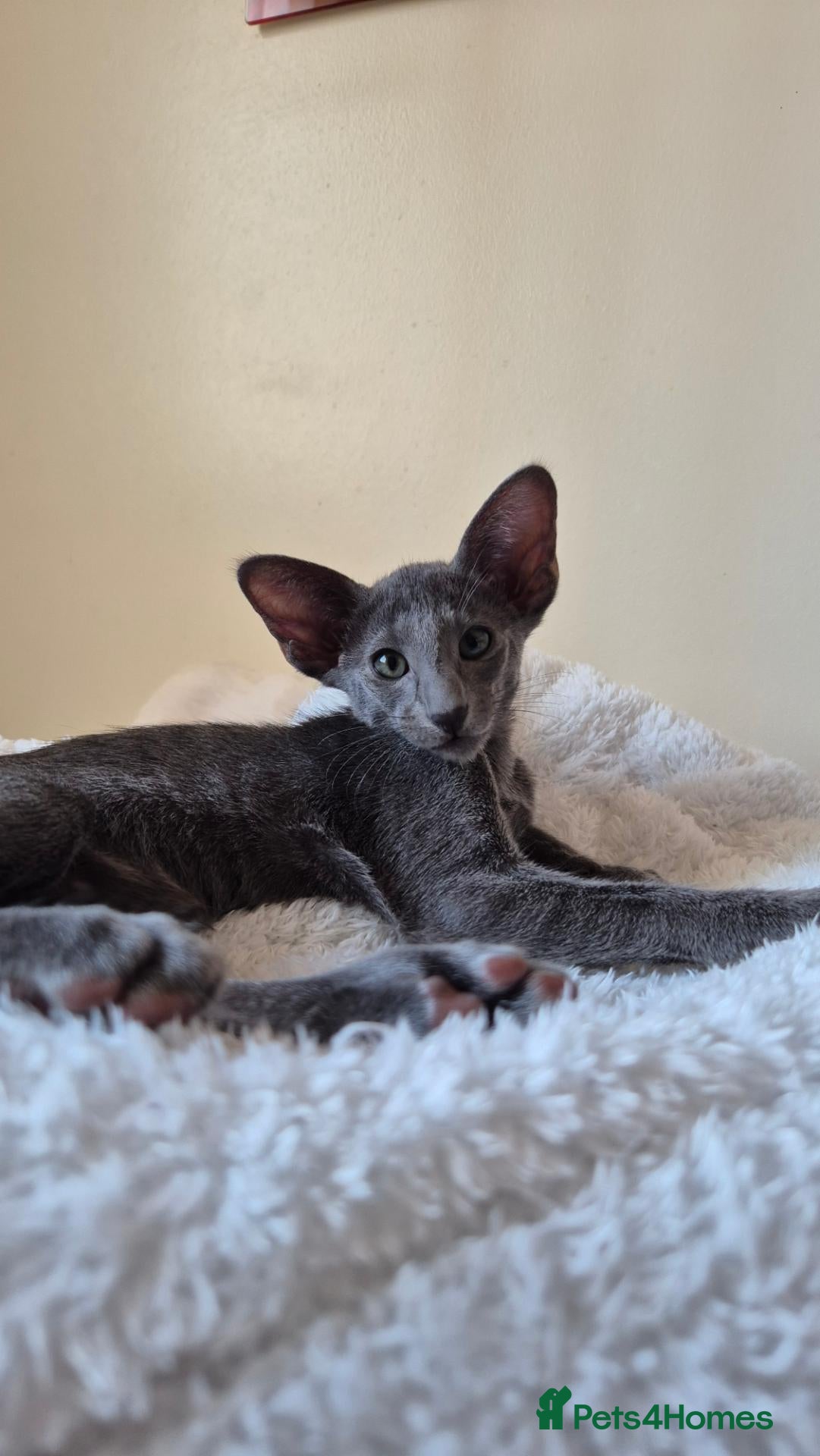 Oriental cats GCCF Registered Oriental and Siamese Kittens - Advert 3