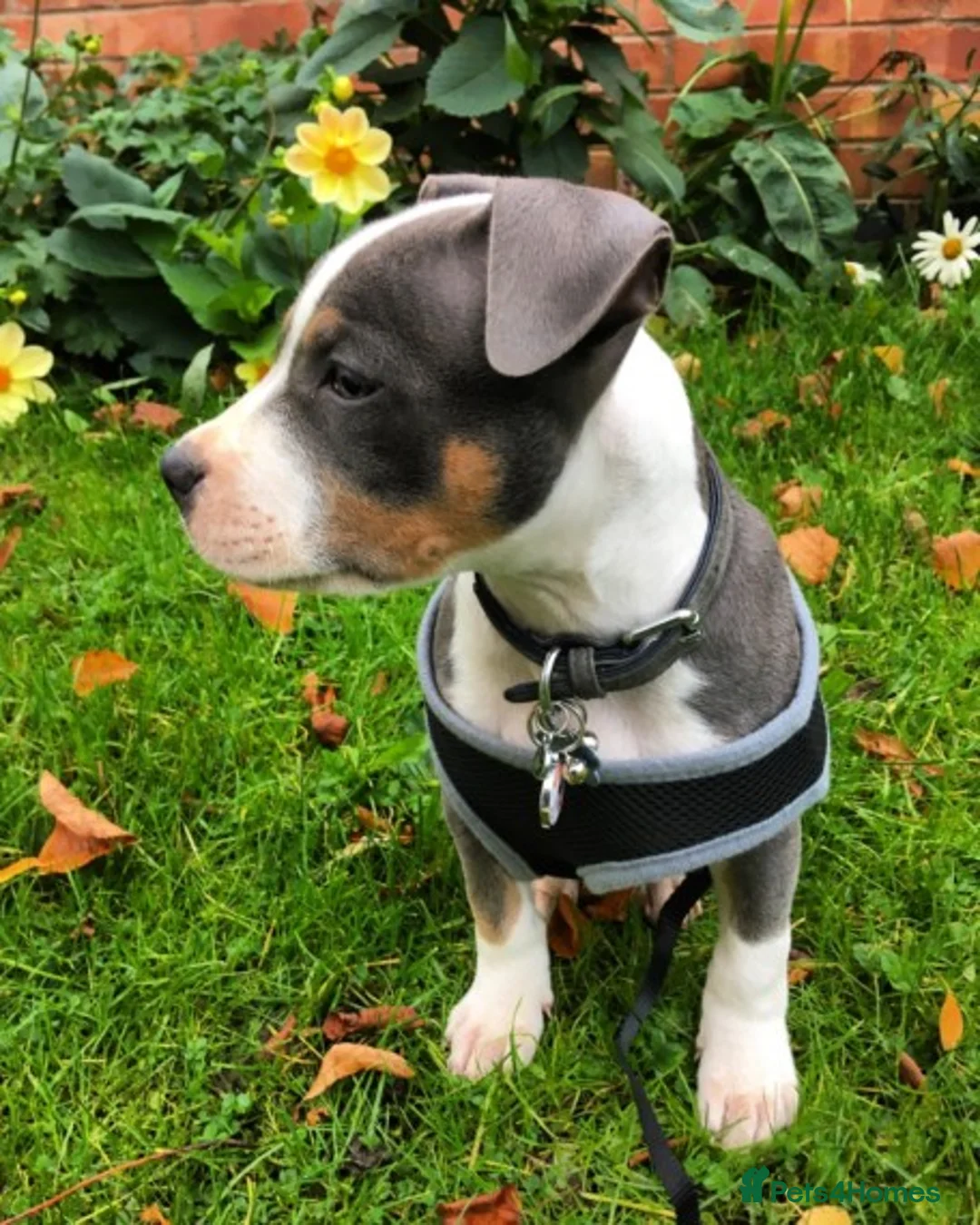 Staffordshire Bull Terrier dogs for stud: Tri Blue, PROVEN an the most beautiful temperament in Loughborough - Advert 2