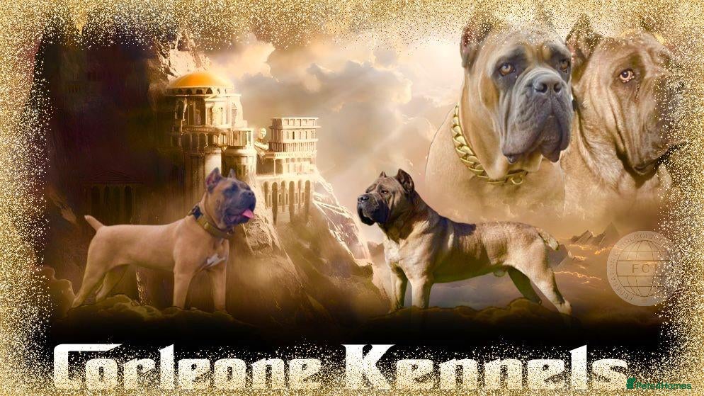 Cane Corso dogs  Female left 6 wks old Elite Formentino Cane Corse - Advert 6