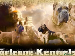 Cane Corso dogs Female left 6 wks old Elite Formentino Cane Corse - Advert 6