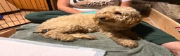 Mixed Breed dogs for sale: 4 Double Doodle Little Girls Available  - Advert 17