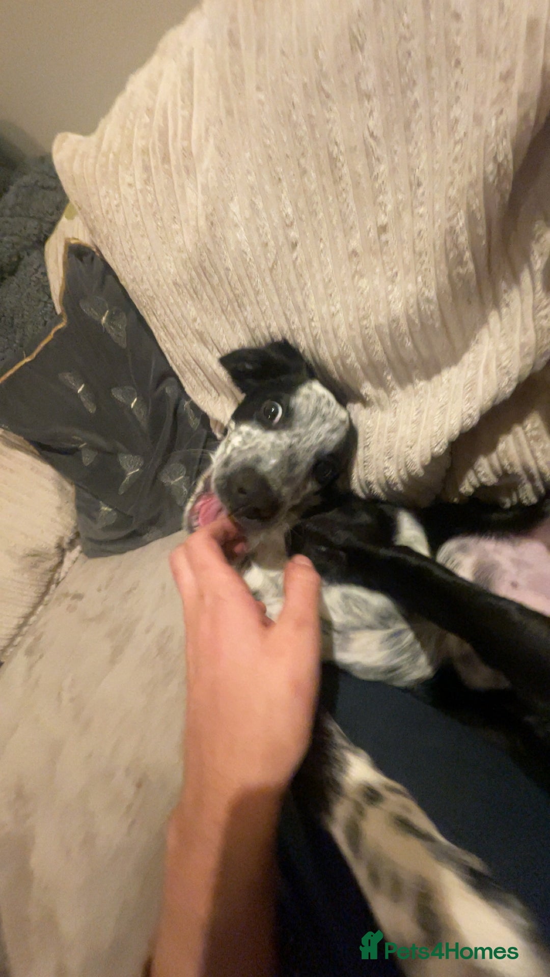 Mixed Breed dogs for sale: Gorgeous 6 month old sprollie puppy.  - Advert 7