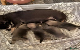 Chug dogs for sale: 2 puppy chugs for sale  - Image 6