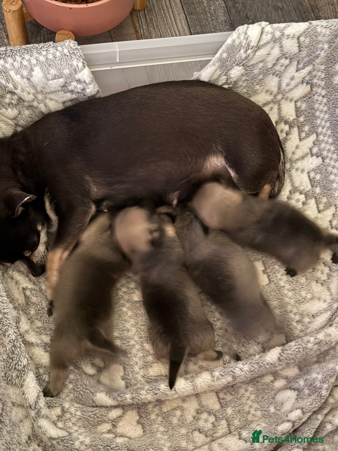 Chug dogs for sale: 2 puppy chugs for sale  - Image 6