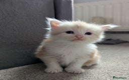 Maine Coon cats for sale: Maine Coon Kittens - Image 16