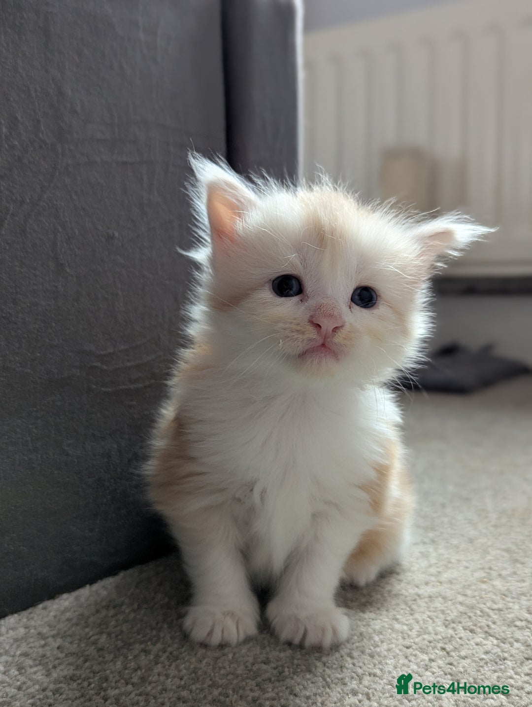 Maine Coon cats for sale: Maine Coon Kittens - Image 16