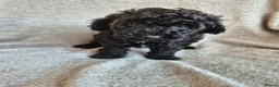 Miniature Poodle dogs for sale: Ready now! Only 2 girls left  - Advert 34