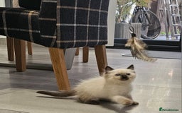 Ragdoll cats for sale: Stunning ragdoll kittens  - Image 20