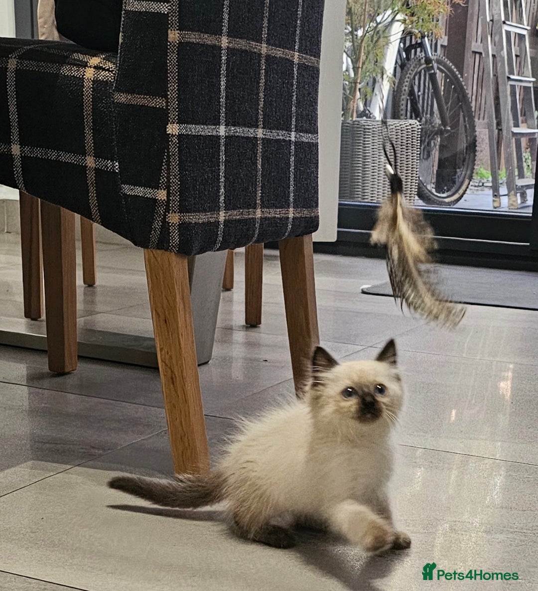 Ragdoll cats for sale: Stunning ragdoll kittens  - Image 20