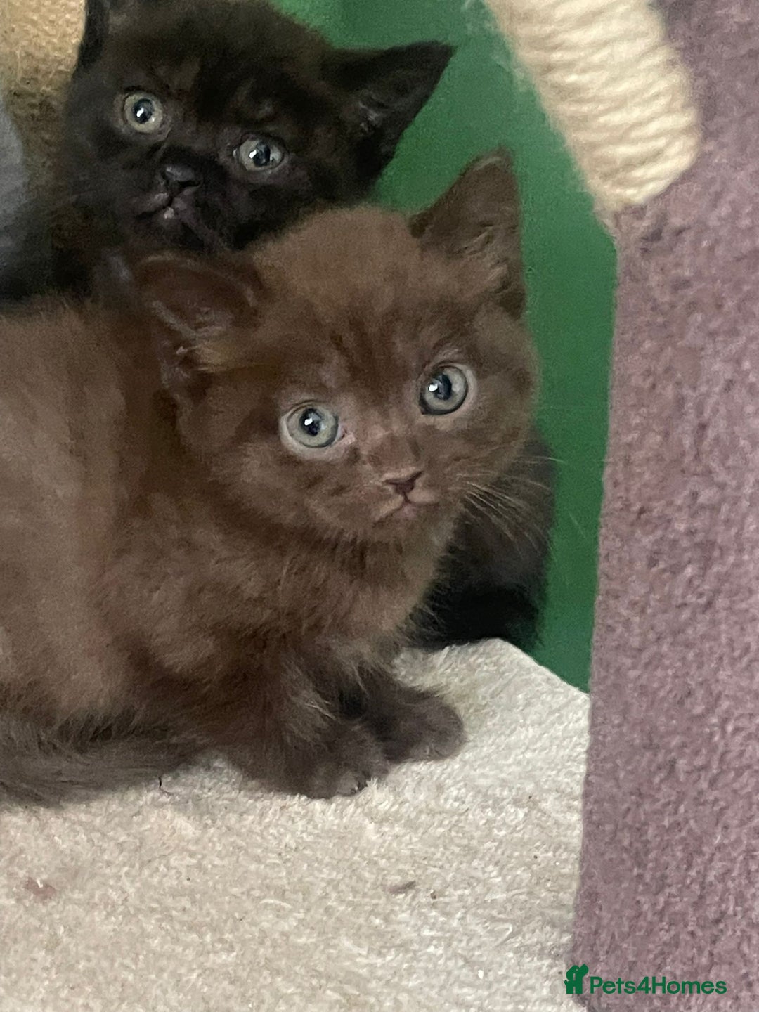 British Shorthair cats for sale: 3 male and 3 female kittens and mother  - Image 2