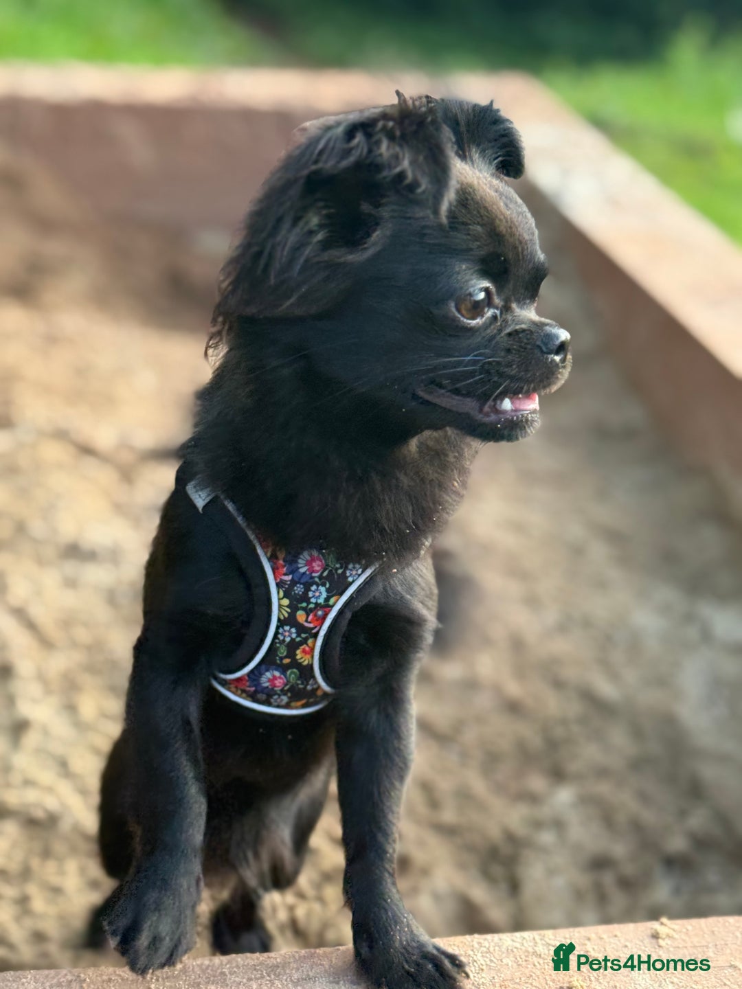 Chihuahua dogs for sale: Absolutely Stunning Little Chihuahua Puppies - Image 18
