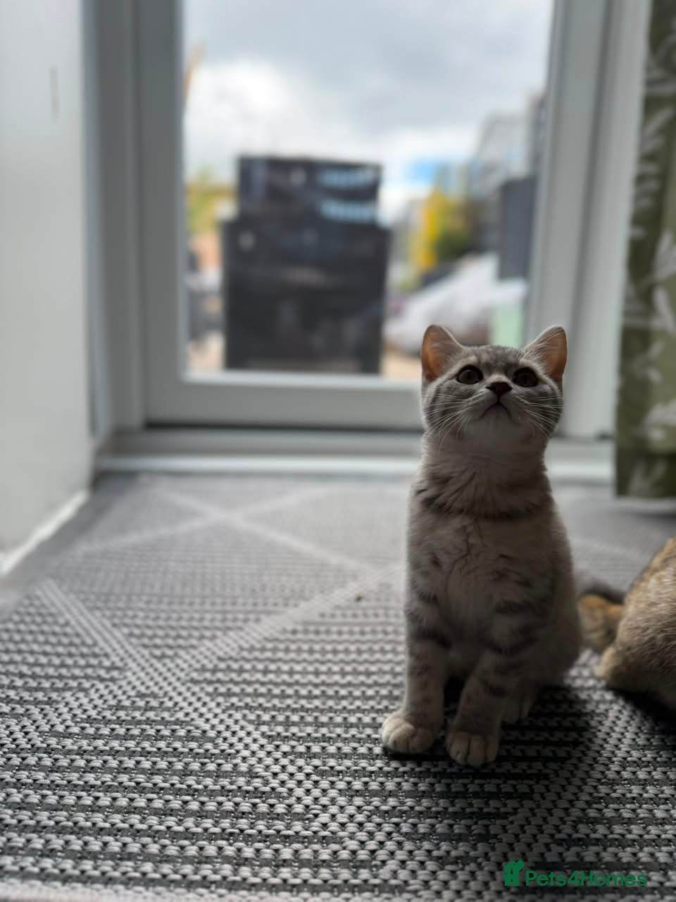 British Shorthair cats British shorthair last girl  - Advert 1