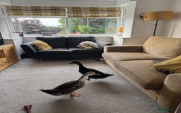 Ducks poultry for sale: Two rescued ducks needing new home  - Image 2