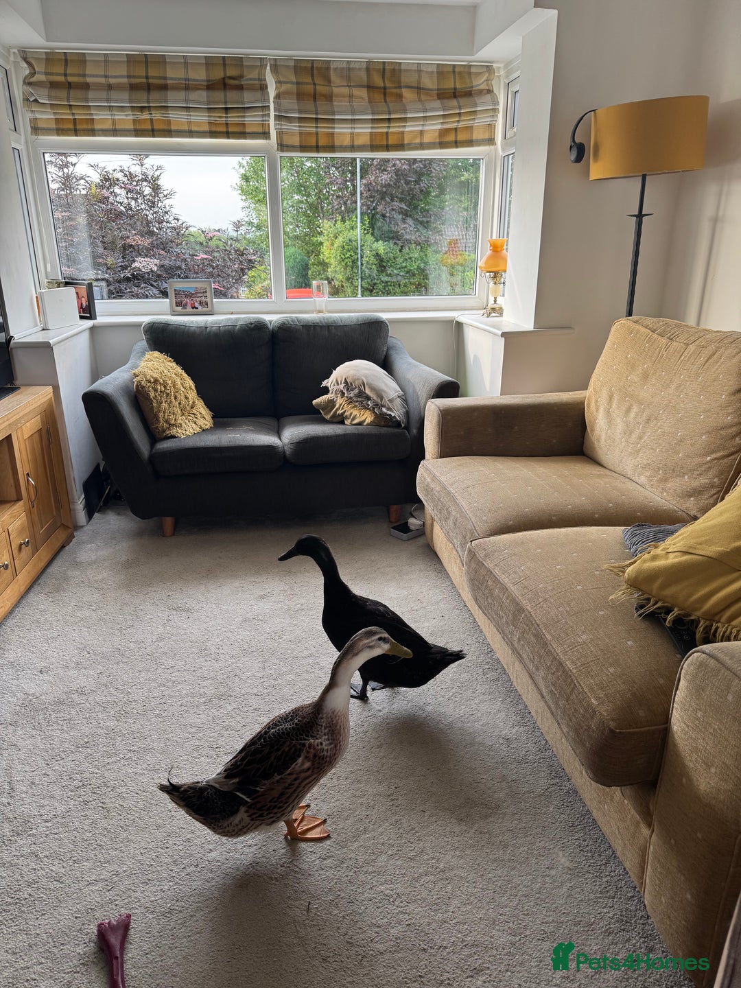 Ducks poultry for sale: Two rescued ducks needing new home  - Image 2
