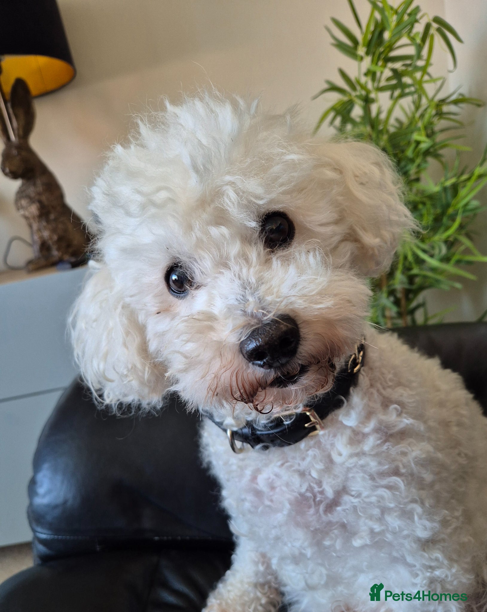 Miniature Poodle dogs Archie well Proven stud miniature poodle  - Advert 1