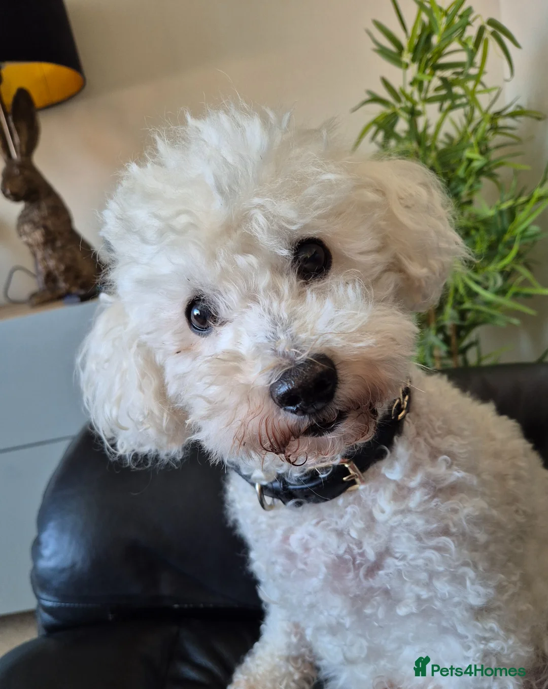 Miniature Poodle dogs for stud: Archie well Proven stud miniature poodle  - Advert 1