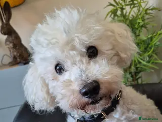 Miniature Poodle dogs Archie well Proven stud miniature poodle - Advert 1