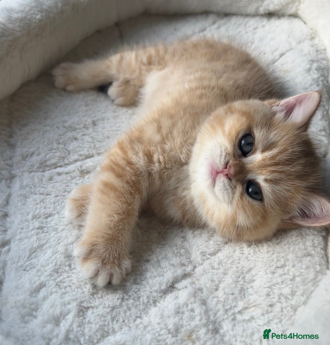 British Shorthair cats for sale: TICA Reg Beautiful Golden & Golden Tabby Bsh  - Advert 13