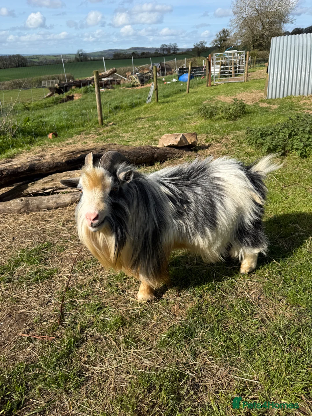 Goats livestock for sale: Pygmy goat - Advert 2