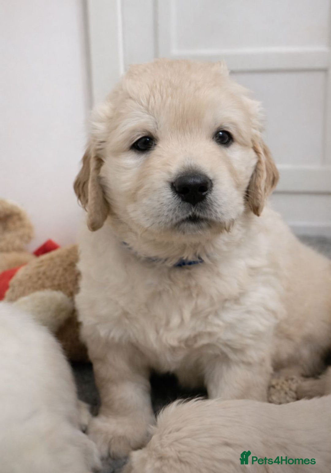 Golden Retriever dogs for sale: Gorgeous KC Registered Golden Retriever Puppies - Advert 5
